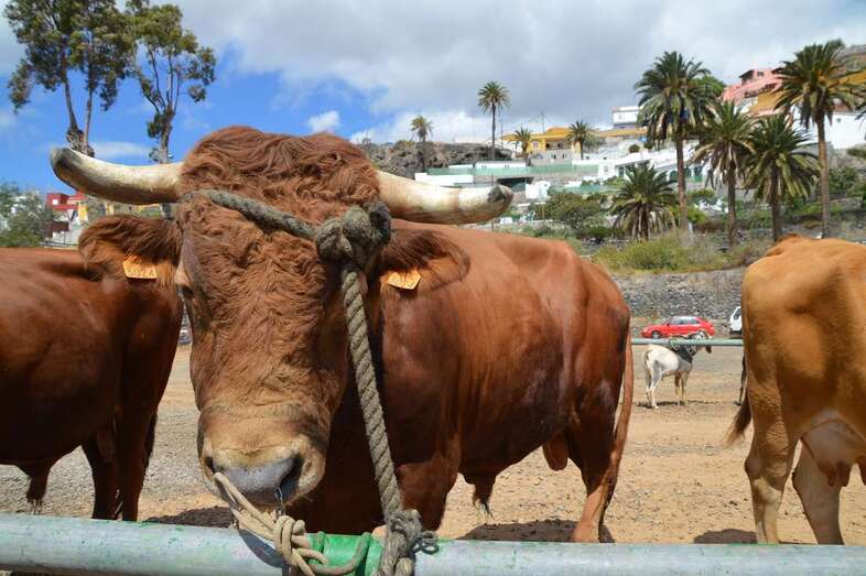 Ganado vacuno en la muestra de las fiestas de San Juan de este año/TA,